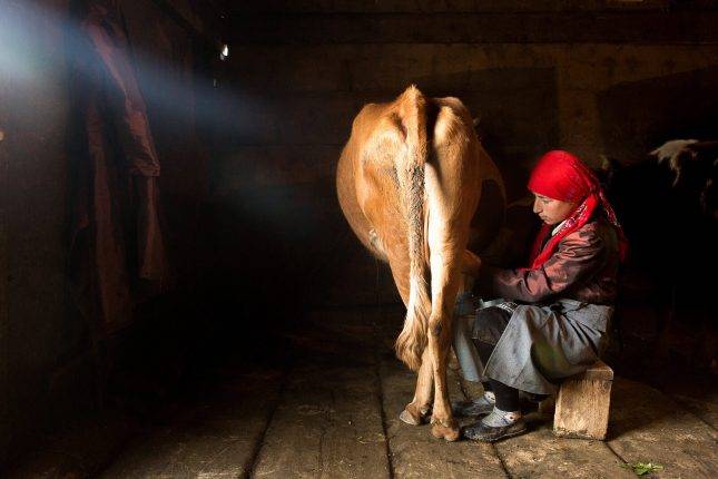 Makvala milking a cow. Photo: Natela Grigalashvili